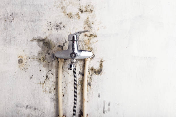 Best Local Mold Removal Service  in Fanwood, NJ