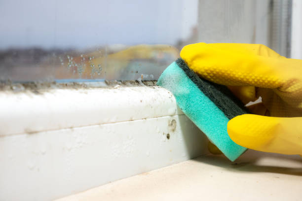 Best Mold Removal Company Near Me  in Fanwood, NJ