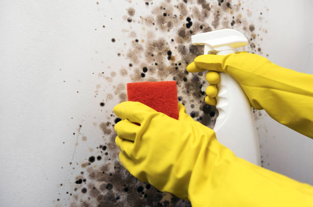 Best Mold Remediation Services  in Fanwood, NJ